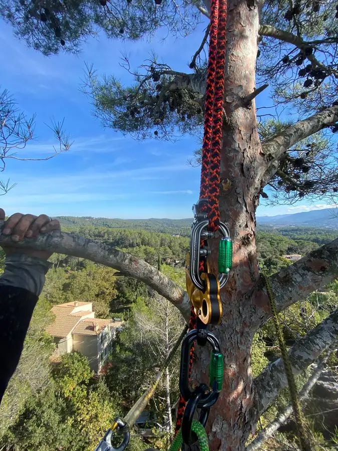 Vue depuis la cime d'un pin, corde et mousquetons au premier plan, collines de la Provence Verte en contrebas