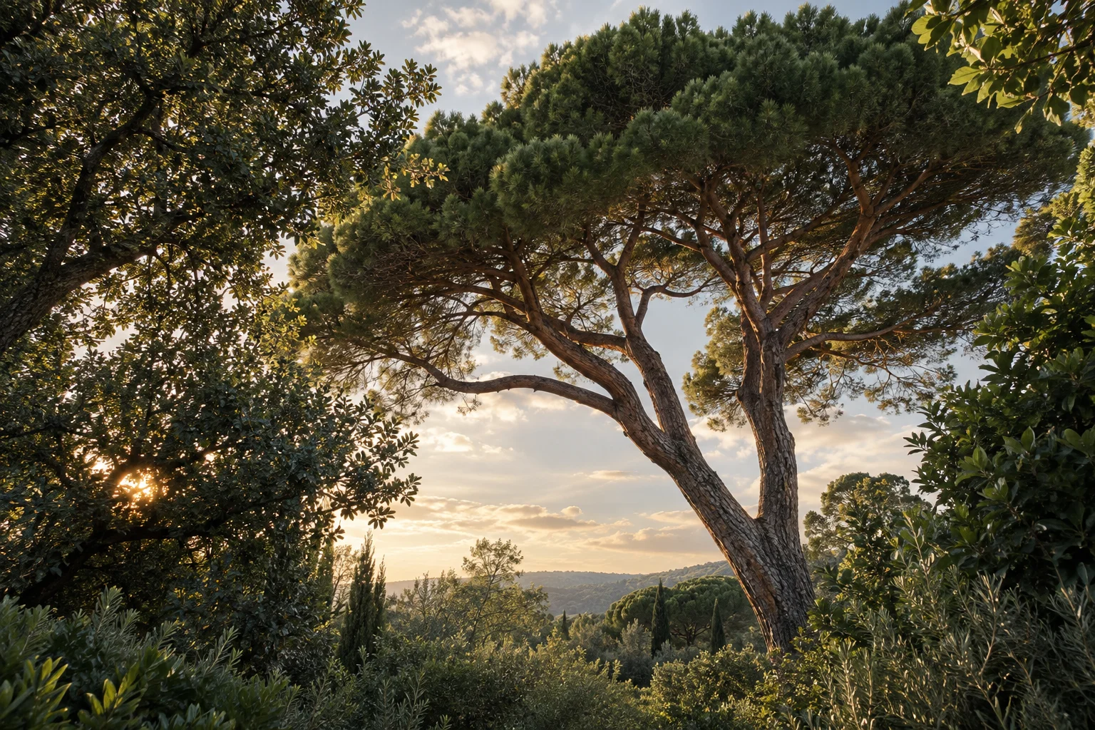 Illustration d’ambiance : arbres & paysage en Provence