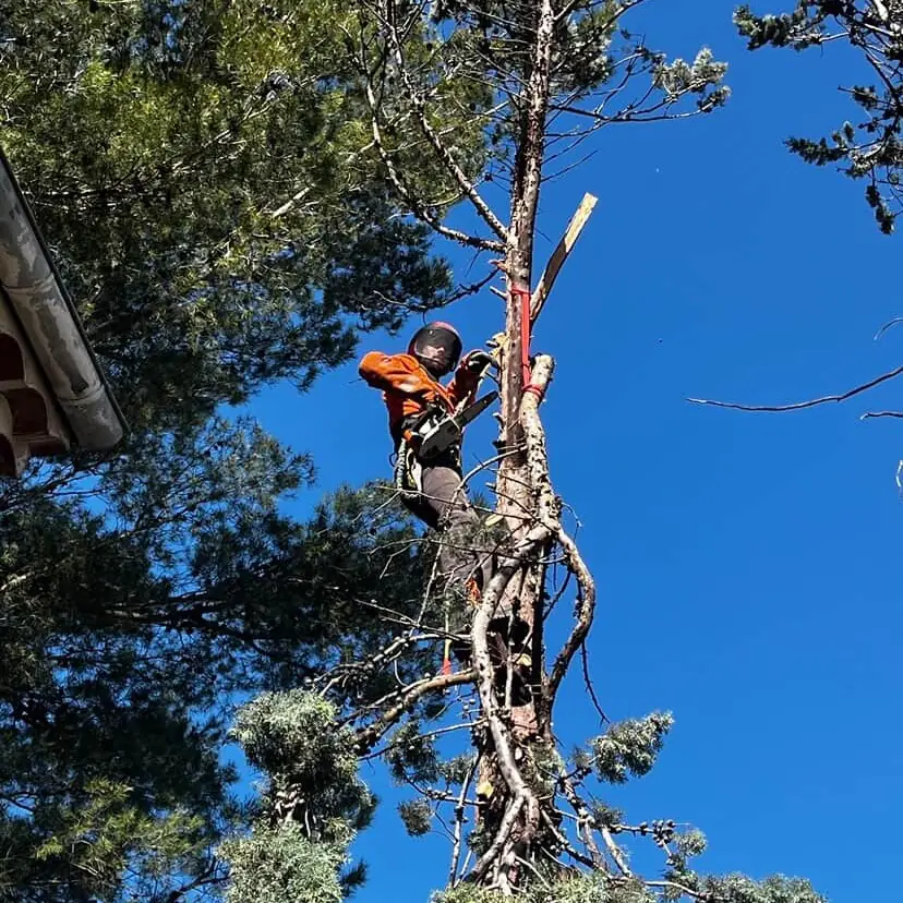 Enzo Cotta encordé dans un chêne sec, tronçonneuse à la main