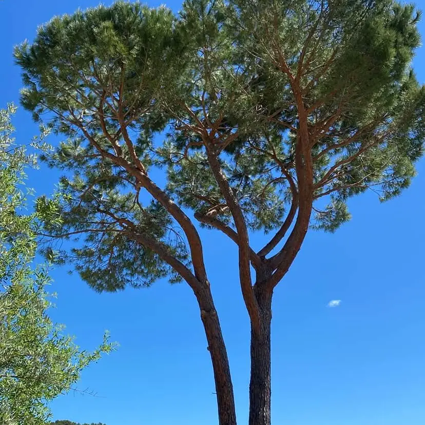 Pin parasol taillé, houppier aéré sur ciel bleu, à Garéoult