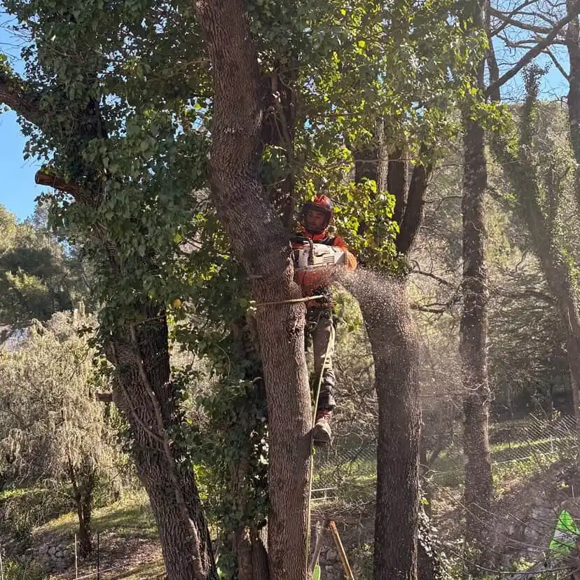 Élagueur au travail dans le houppier d'un platane, casque et harnais