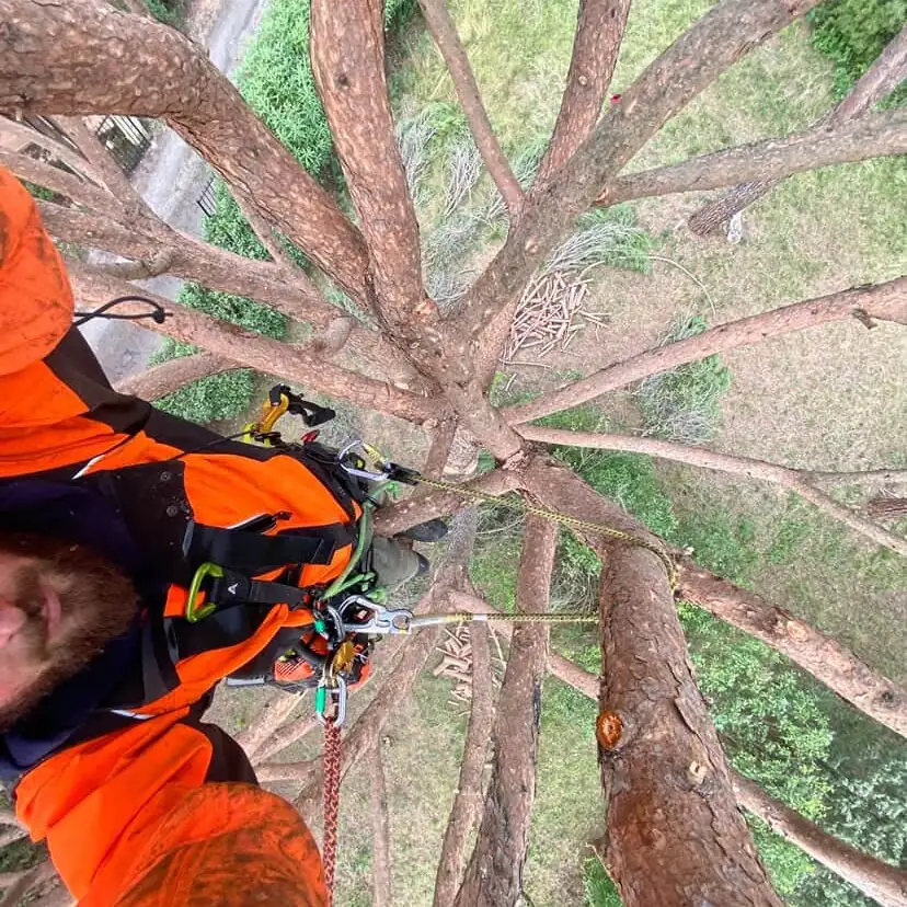 Enzo Cotta en tenue de grimpe orange, vu du haut d'un pin